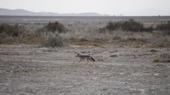 Lupulella mesomelas schmidti
