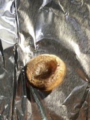Pseudobaeospora