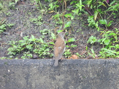 Turdus pallidus