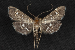 Diathrausta harlequinalis