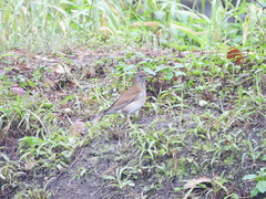 Turdus pallidus