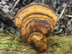 Ganoderma zonatum