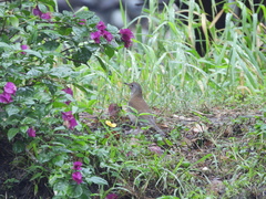 Turdus pallidus