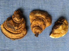 Ganoderma zonatum