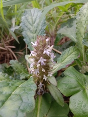 Ajuga taiwanensis