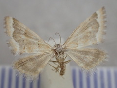 Anomocentris