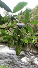 Pittosporum colensoi