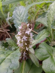 Ajuga taiwanensis