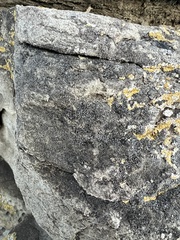 Lecidella