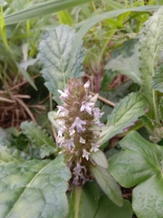 Ajuga taiwanensis
