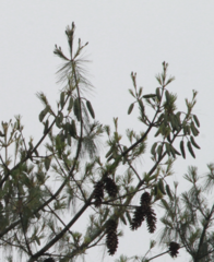 Pinus ayacahuite
