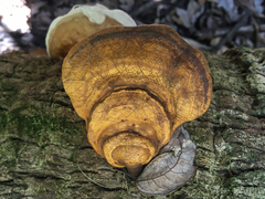 Ganoderma zonatum