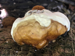 Ganoderma zonatum