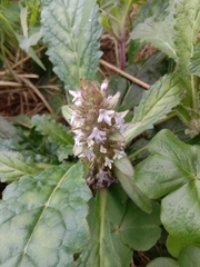 Ajuga taiwanensis