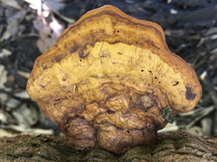 Ganoderma zonatum