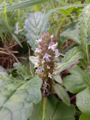 Ajuga taiwanensis