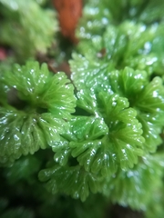 Hymenophyton flabellatum