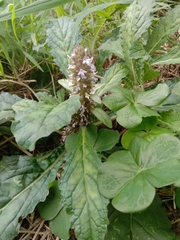 Ajuga taiwanensis