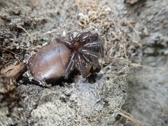 Porrhothele antipodiana