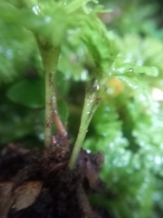 Hymenophyton flabellatum