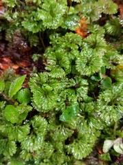 Hymenophyton flabellatum