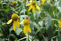 Physocephala sagittaria