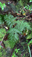 Leptopteris hymenophylloides