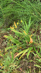 Hemerocallis