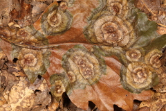 Cristulariella depraedans