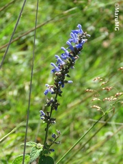 Salvia connivens