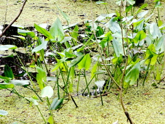 Pontederia cordata