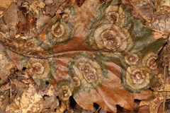 Cristulariella depraedans