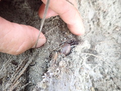 Porrhothele antipodiana