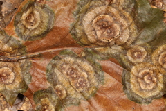 Cristulariella depraedans