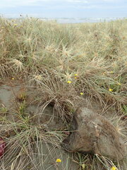 Porrhothele antipodiana