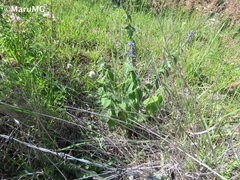 Salvia connivens