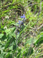 Salvia connivens