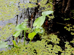 Pontederia cordata