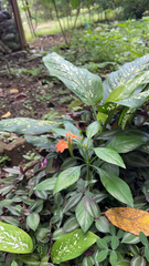 Crossandra infundibuliformis