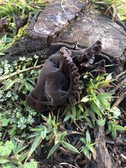 Auricularia angiospermarum