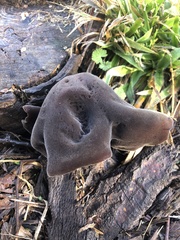 Auricularia angiospermarum
