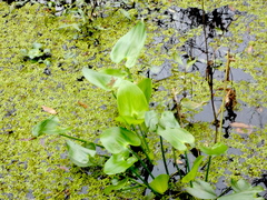 Pontederia cordata