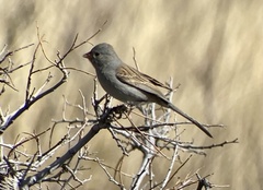 Spizella atrogularis