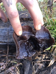 Auricularia angiospermarum