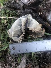 Auricularia angiospermarum