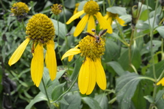 Physocephala sagittaria