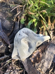 Auricularia angiospermarum