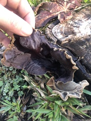 Auricularia angiospermarum