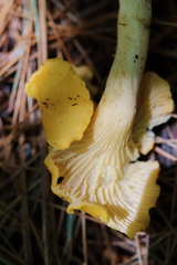 Cantharellus tenuithrix
