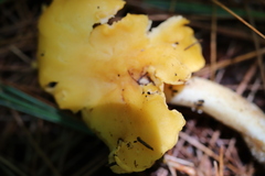 Cantharellus tenuithrix